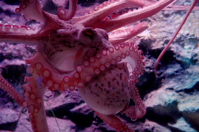 An octopus has eight arms and each of the arms thinks and operates independently as if it has a mind of its own