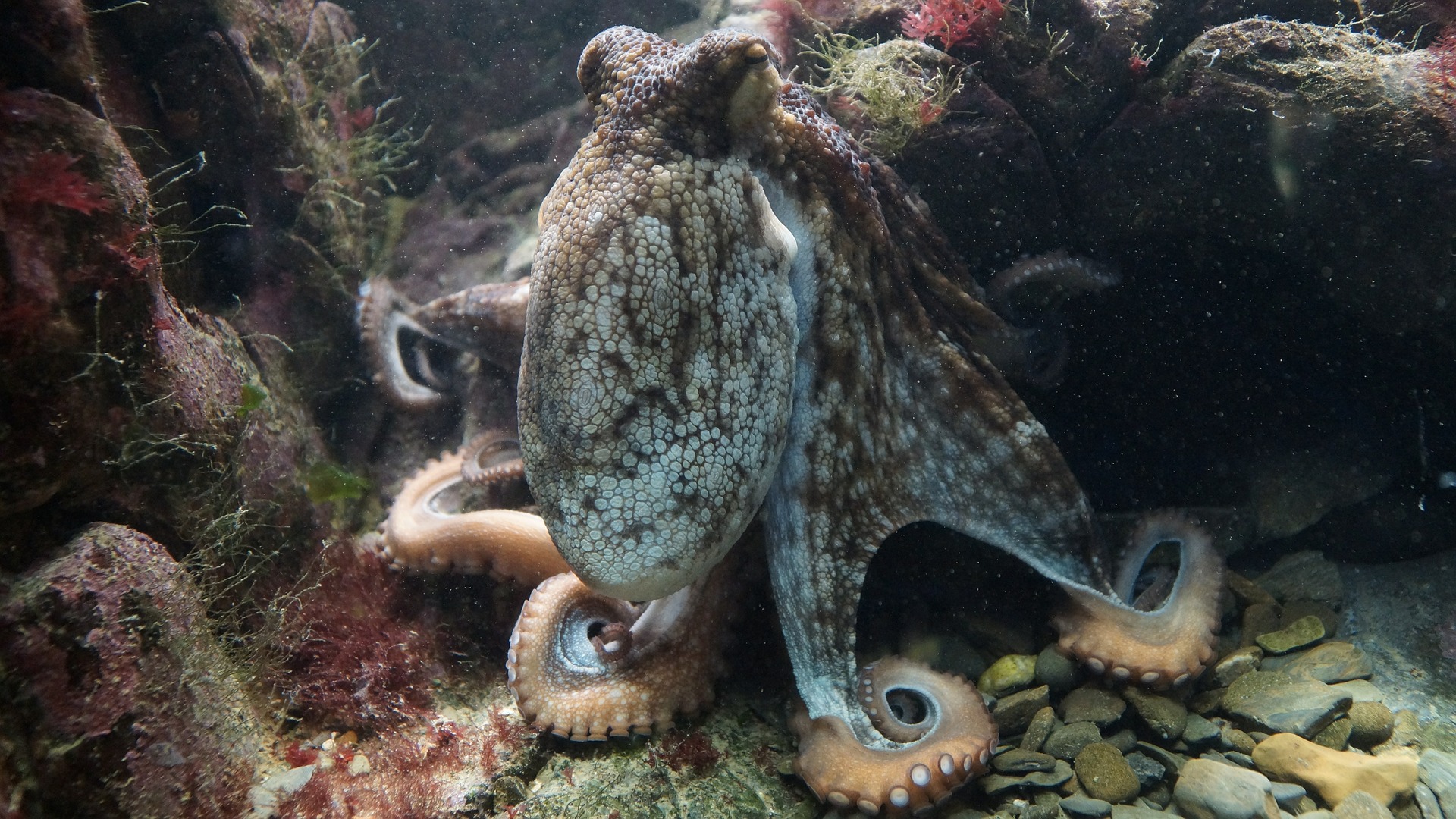 The octopus is an invertebrate which means it doesn't have any bones in their body. They can get into or squeeze through the tiniest of holes and cracks.
